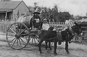 Man on two wheeled cart with a large barrel being pulled by two donkeys