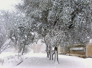 Snowfall on the University of North Texas Campus