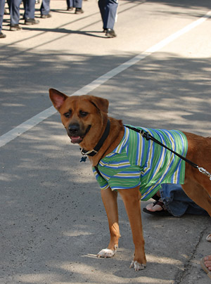 Dog wearing shirt with University of North Texas colors