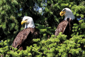 "Eagle Pair," which Hares photographed at San Juan Islands National Monument in Washington (Photo by David Hares)