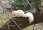 Baby the albino squirrel