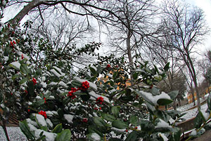 Snow on bushes with berries