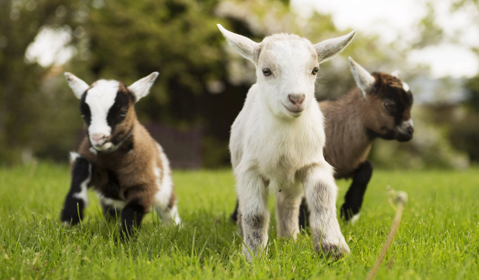 <p>Three baby goats</p>