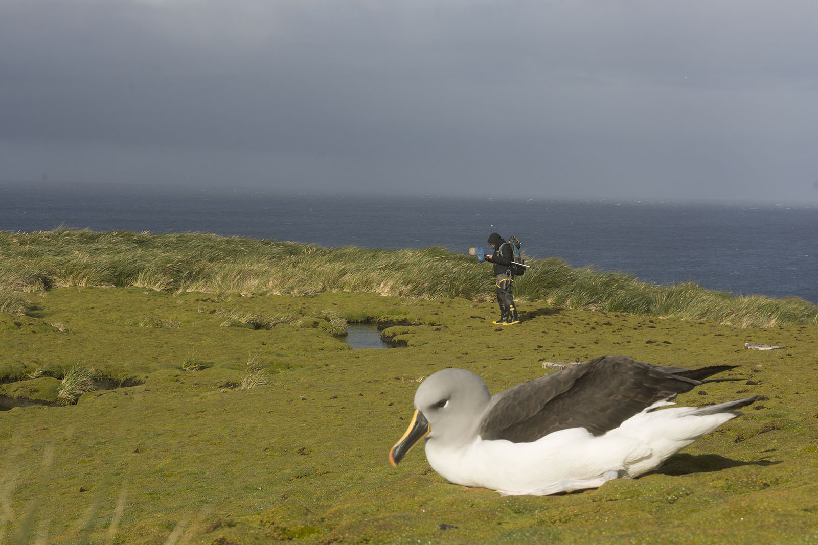 Coast photo of albatross with researcher in the distance