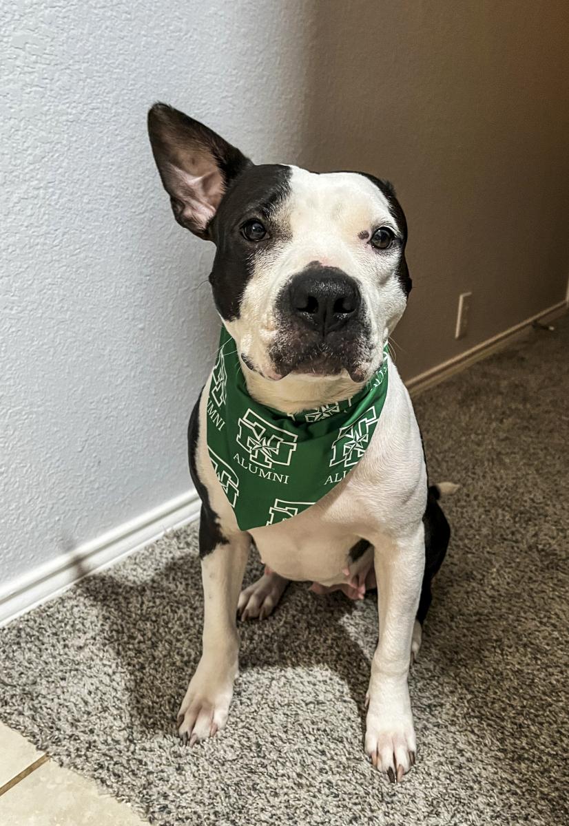 Photo of Tallulah, a pit bull and terrier mix, wearing a Mean Green bandana