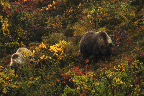 The park is known for its diversity of wildlife. Other residents Butt encountered included grizzlies, caribou, wolves and dall sheep.