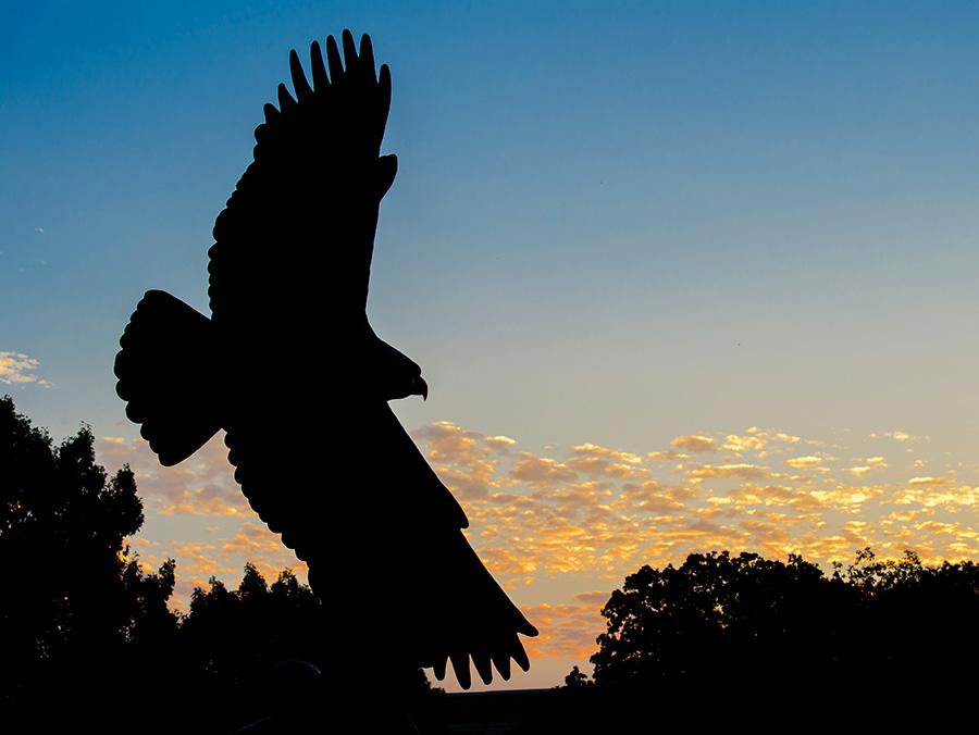 UNT Eagle sculpture on campus at sunset