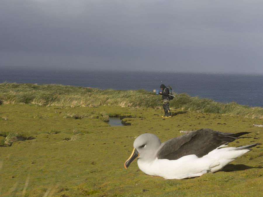 Coast photo of albatross with researcher in the distance
