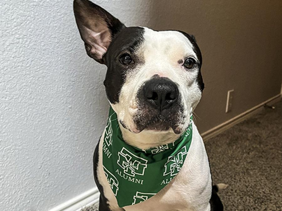 Photo of Tallulah, a pit bull and terrier mix, wearing Mean Green bandana