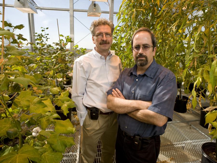 Vladimir Shulaev and Ron Mittler standing in greenhouse 