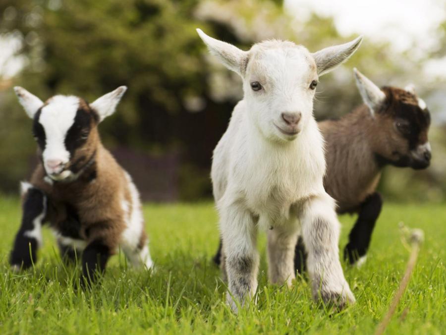 Three baby goats