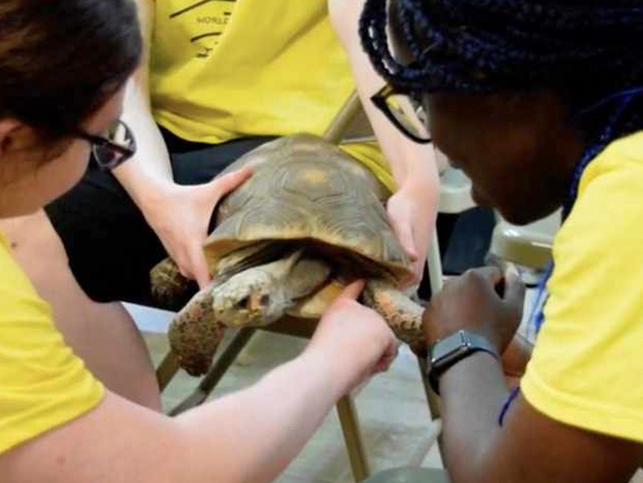 Students examine a turtle.